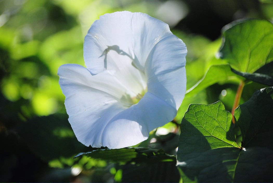 Convulvulus