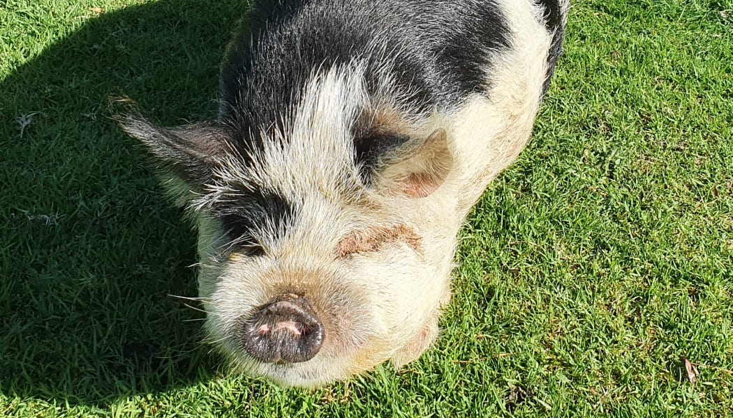 A kunekune named "Little Pig"