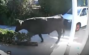 A steer running loose in the streets of Hamilton caused injuries and damage to people and property on Wednesday.