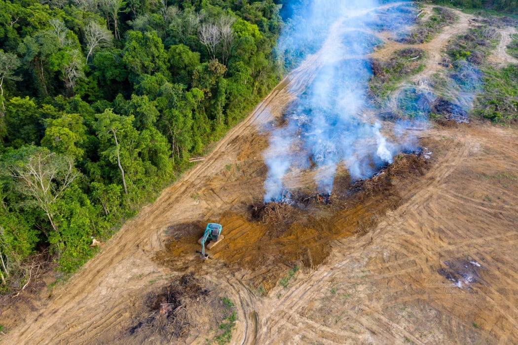 Brazillian rainforest being removed to make way for palm oil and rubber plantations. (File photo).