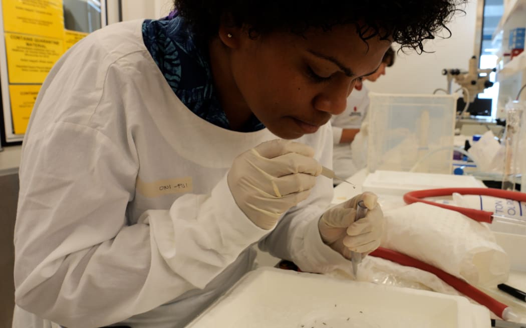 Oni Lewakulati (Fiji) separating female mosquitoes from males in the QIMR Berghofer Mosquito Control Lab