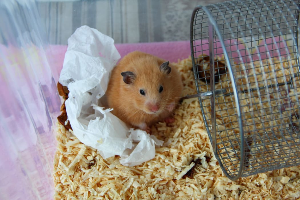 Hamster