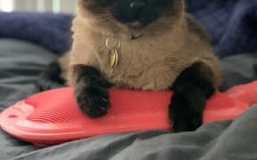 Laura McQuillan's cat Rambo.