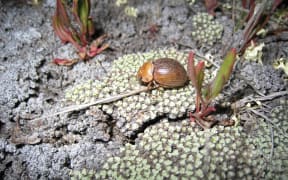 Cromwell Chafer Beetle