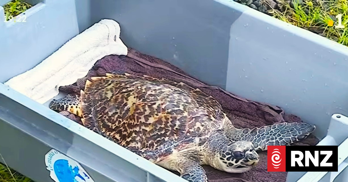 Tahiti: Young hawksbill turtle nicknamed 'Kurt' released into the ocean