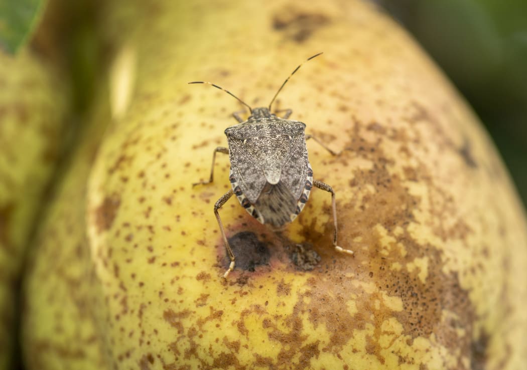 A brown marmorated stink bug on a damaged pear in Italy, where the bug has become a major pest.