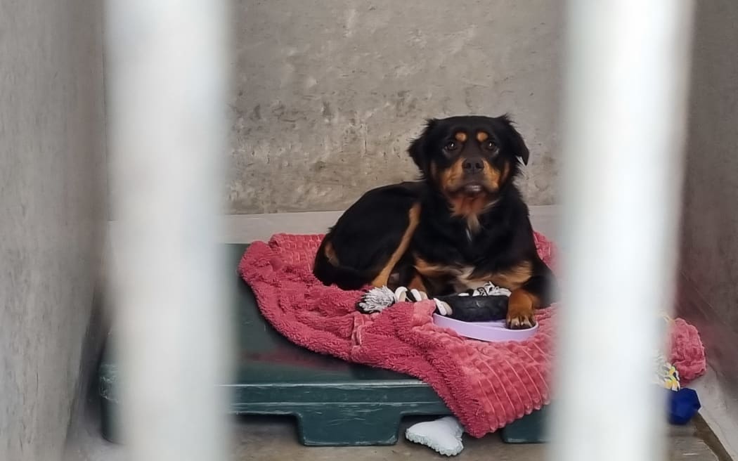 A dog at the shelter.