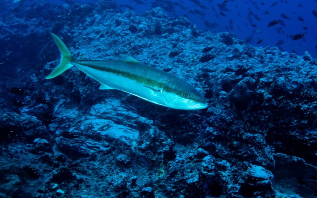 A kingfish swims near the Kermadec Islands, surrounded by other fish.