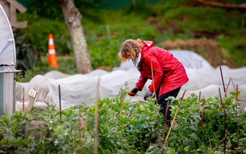 New scheme aims to cut out supermarkets, source local produce | RNZ