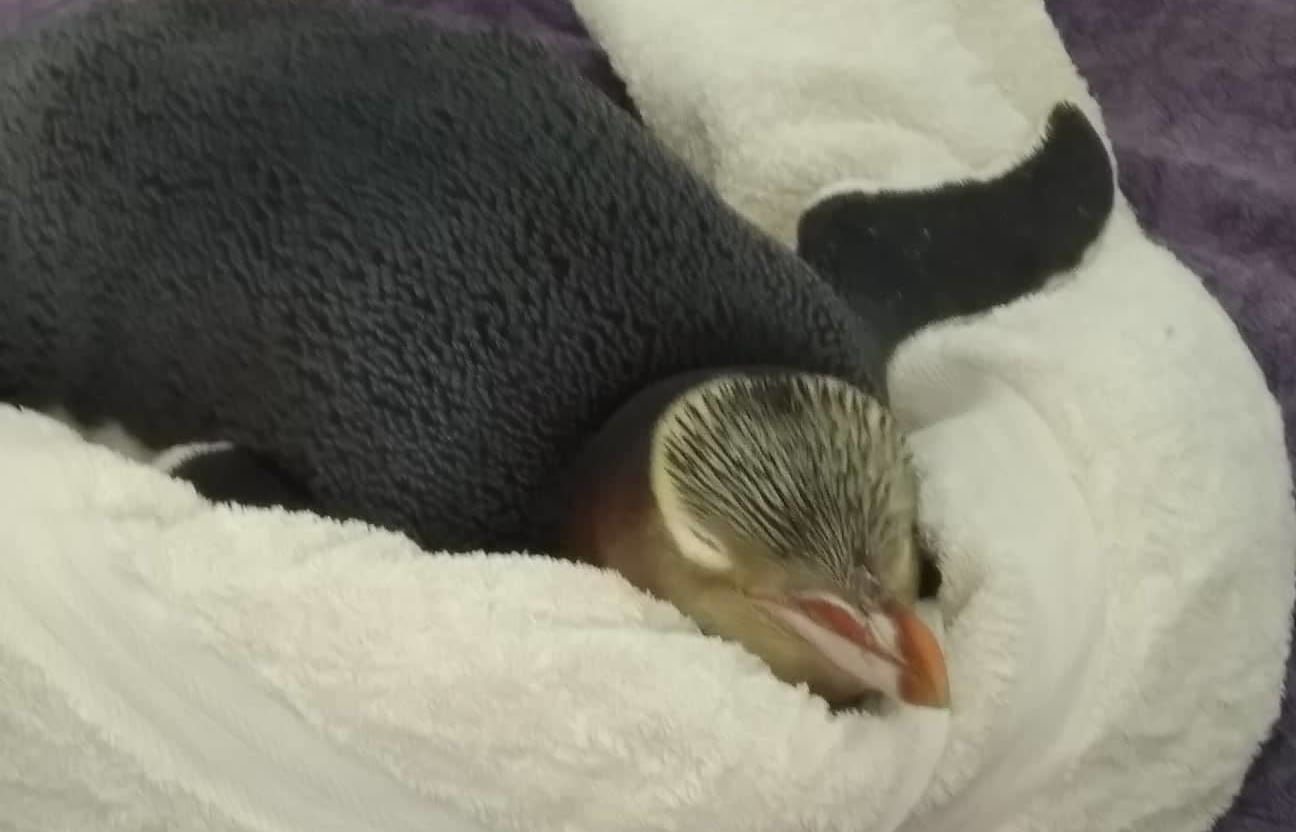 Hoiho in Recovery at Dunedin Wildlife Hospital.