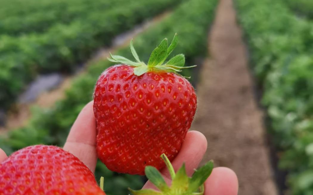 Strawberries PYO in Auckland