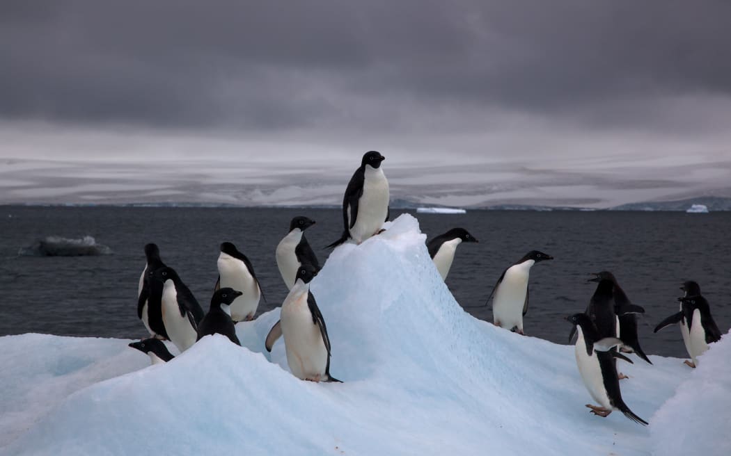 Adelie Penguins in Antarctica