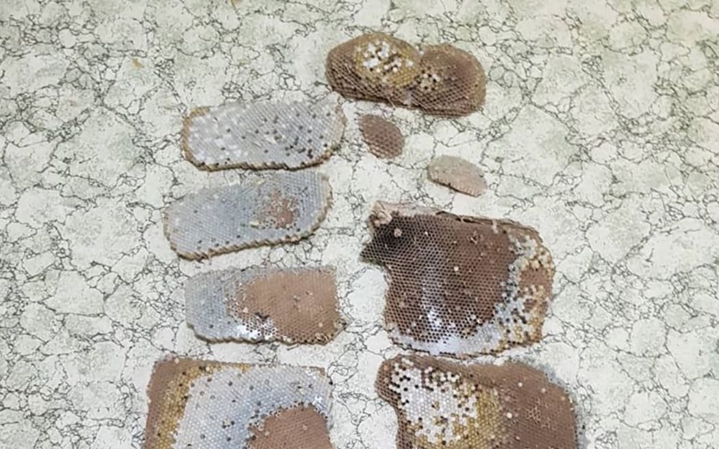 Karla Ferguson says she was fascinated to find thousands of wasps had created a nesting behind a wall in her house.