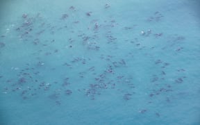 The huge pod of dolphins seen off the Kaikōura coast.