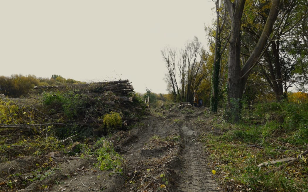 Vegetation on the opposite side of the cracked stopbanks has been cleared. MAIA HART/LDR - SINGLE USE ONLY