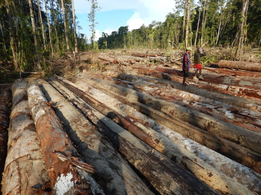 Bewani landowners walk across pile of felled logs, West Sepik Province
