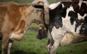 Organic Jersey cow on a Rongotea farm.