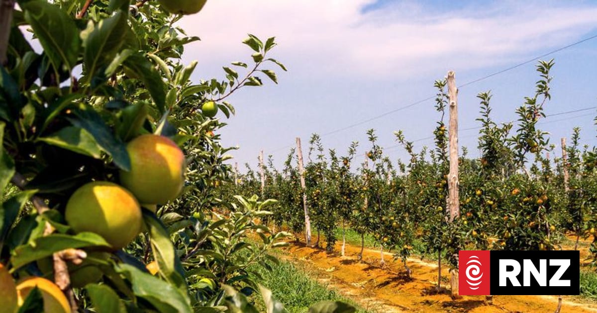 Cash payments to workers in horticulture sector leading cause of IRD's tax concerns