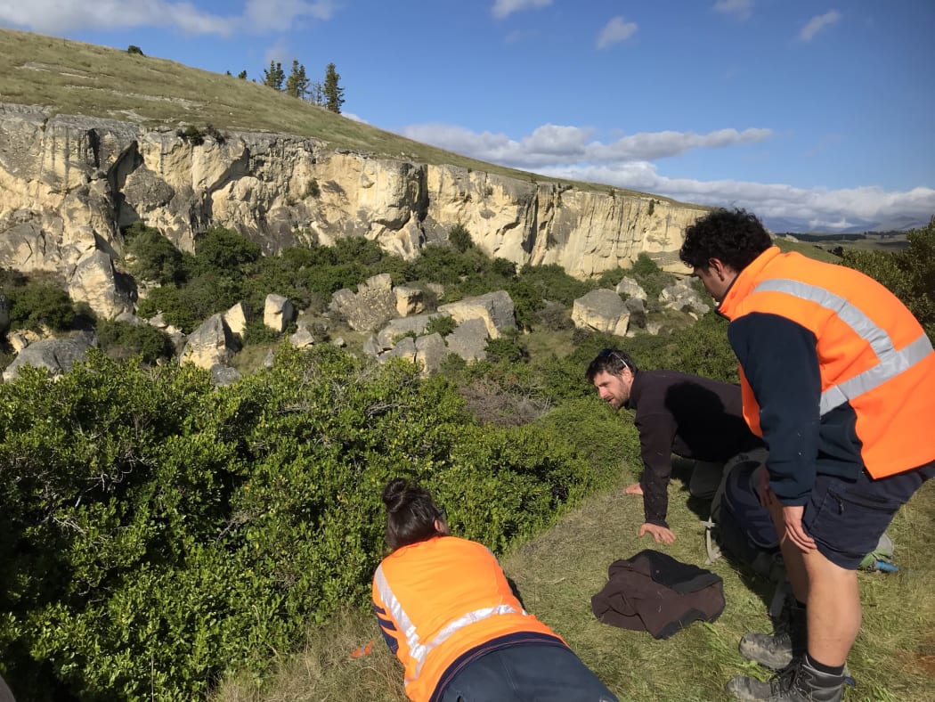 Jamie, Kauri and Clement at the top of a scarp looking for gentian at Waipata reserve.