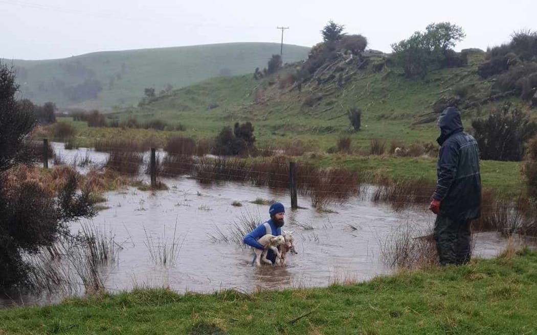 Darryl Shanks rescues sheep and lambs from islands made by the rising creek in Otago.