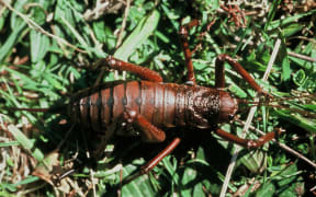 Mahoenui giant weta