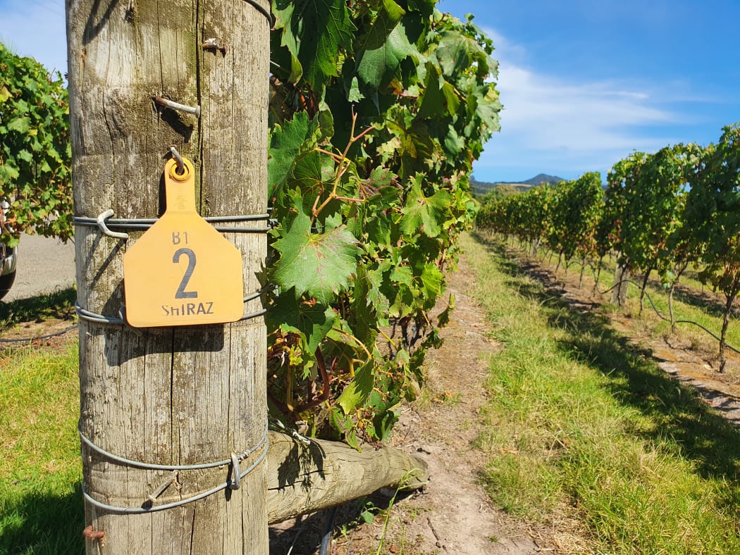 Vines, Northland