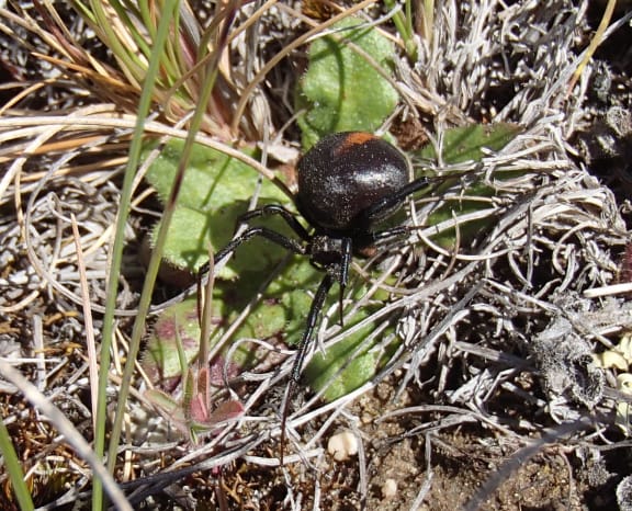 Redback spider