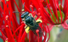 Native NZ Bee