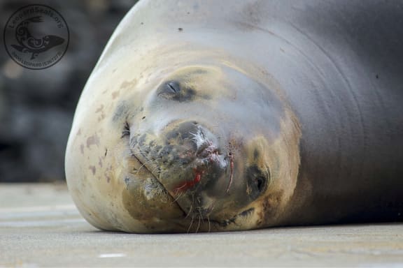 Owha the seal is now recovering from her wound.