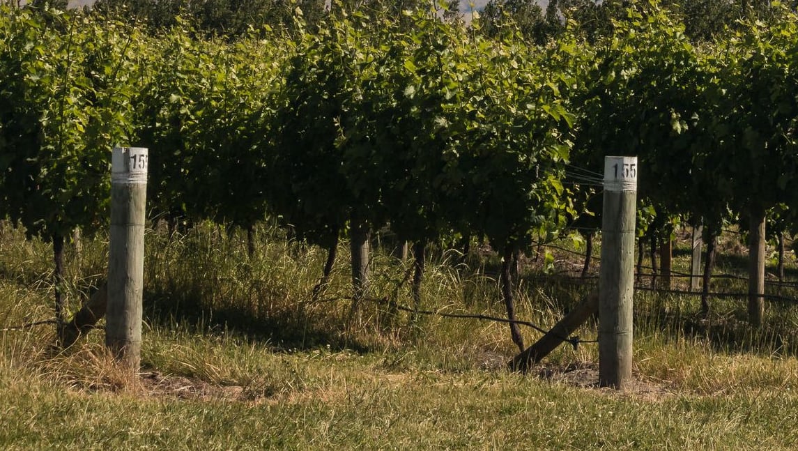A vineyard in Marlborough, near Blenheim.
