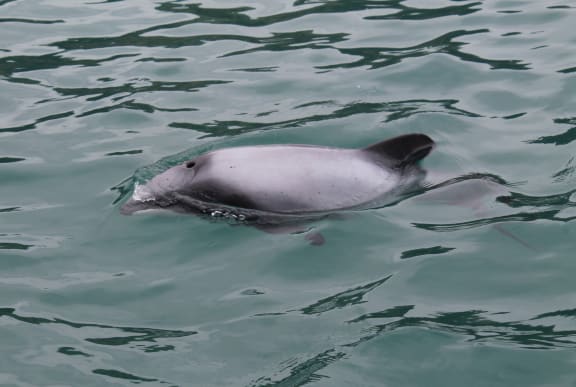 Hector's dolphin at the surface