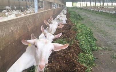 Goats being milked at Oete Farm
