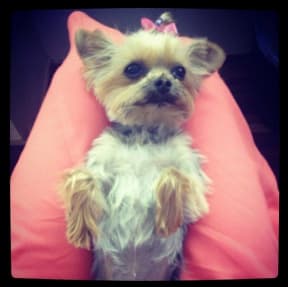 Pistol - one of two Yorkshire terriers owned by Johnny Depp and his wife, Amber Heard.
