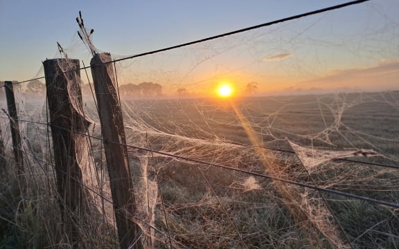 Waikato winter morning