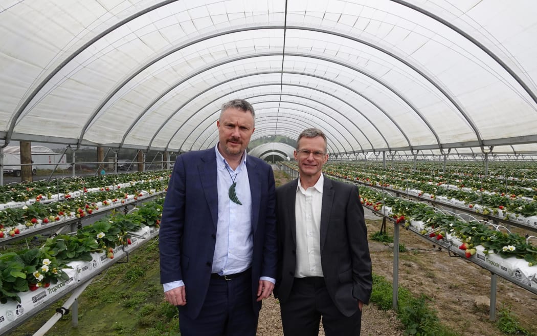 Ngāpuhi Asset Holding Company chairman Nick Wells, left, and T&G Fresh managing director Rod Gibson in one of the strawberry-growing tunnels.