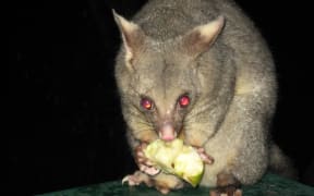 Possum