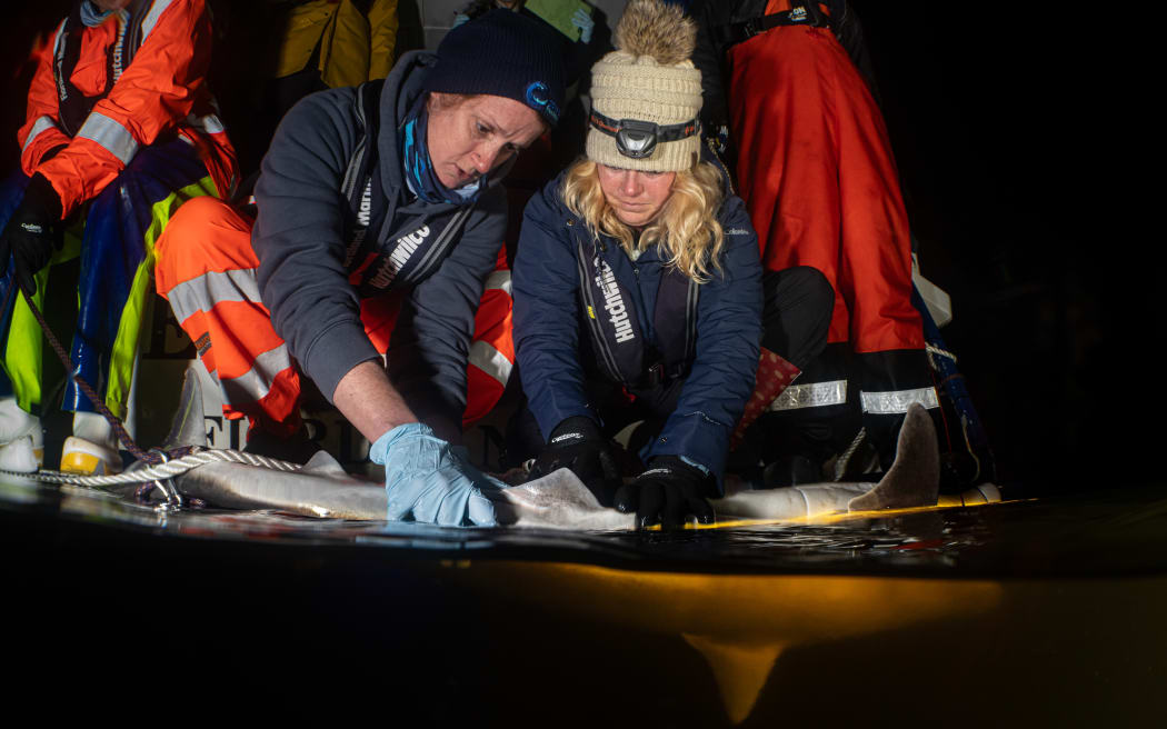 Two women wearing beanies, warm weather gear and rubber gloves crouch on the edge of dark water at night, holding the back of a shark just out of the water.