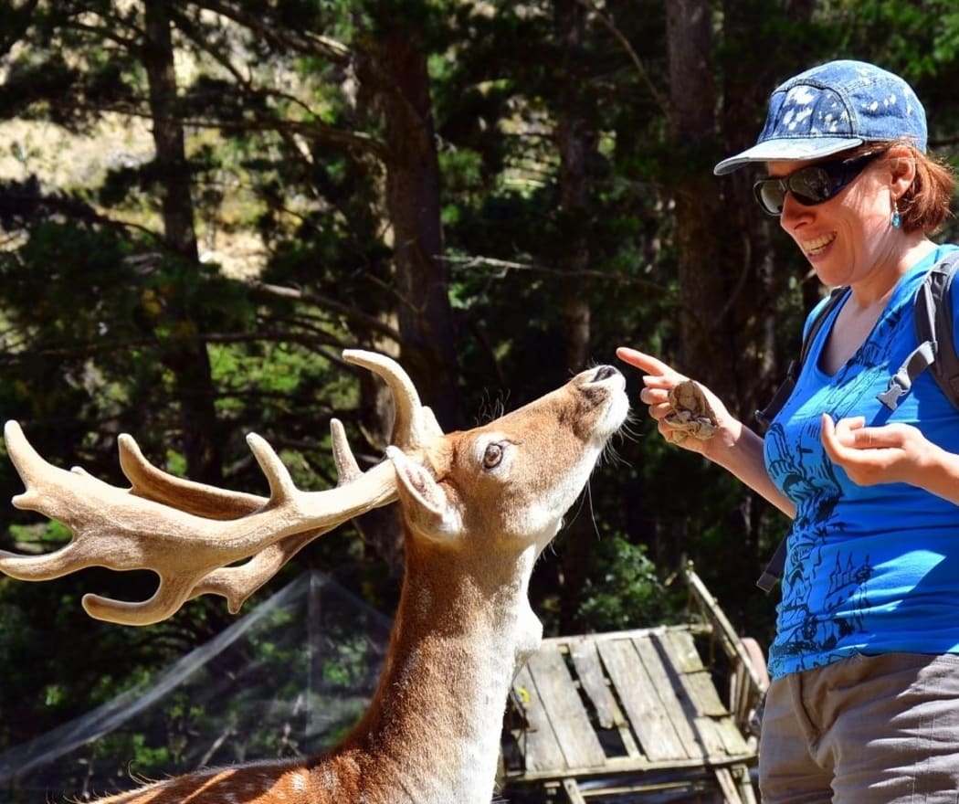 Meeting the stags at Staglands