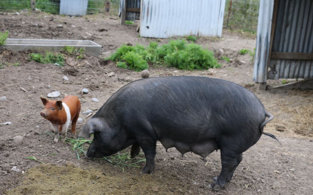 Geilen Family Farm