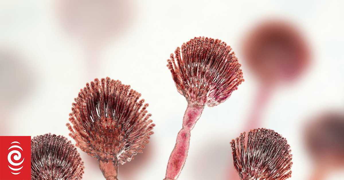 Toxic fungus enlisted in fight against leukemia