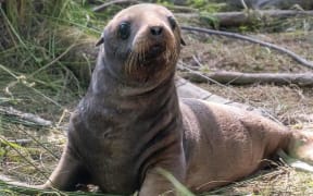 Photos of sea lion Jade's pup, taken in February 2024, the pup was shot and left to die on 23 September, 2024.