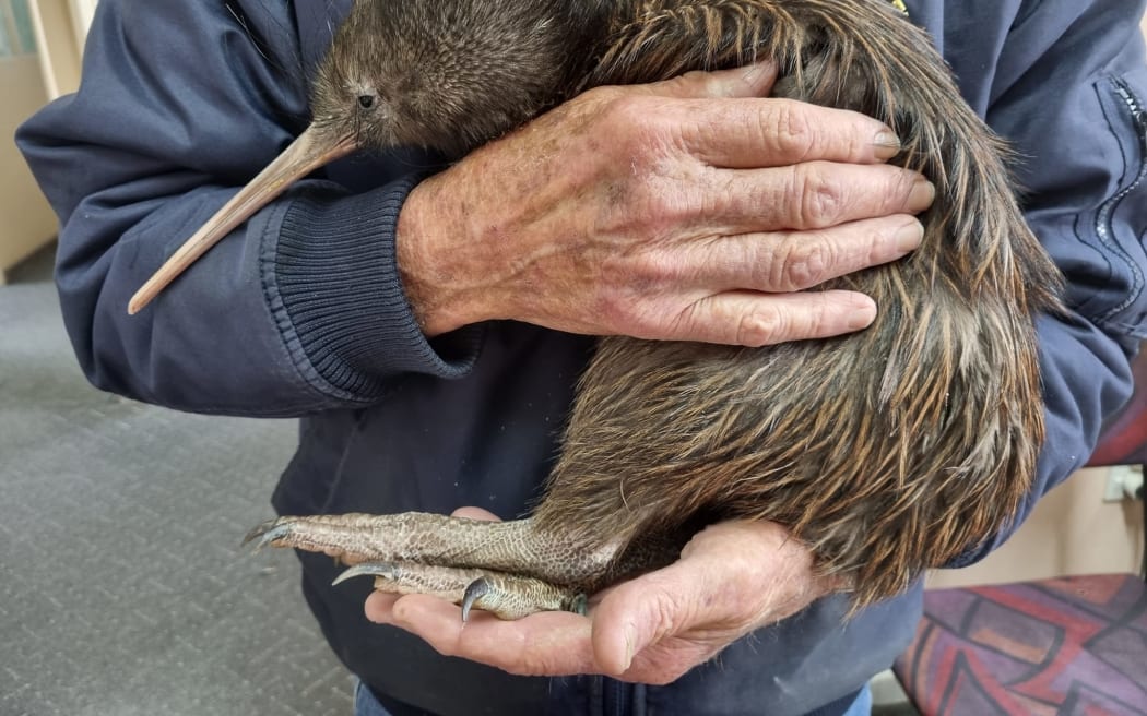 Robert Webb with an adult kiwi hit by a car in the Bay of Islands.