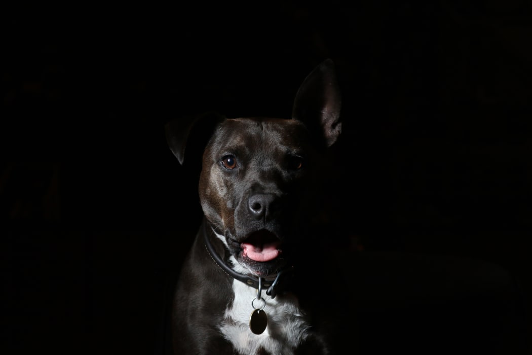 black dog