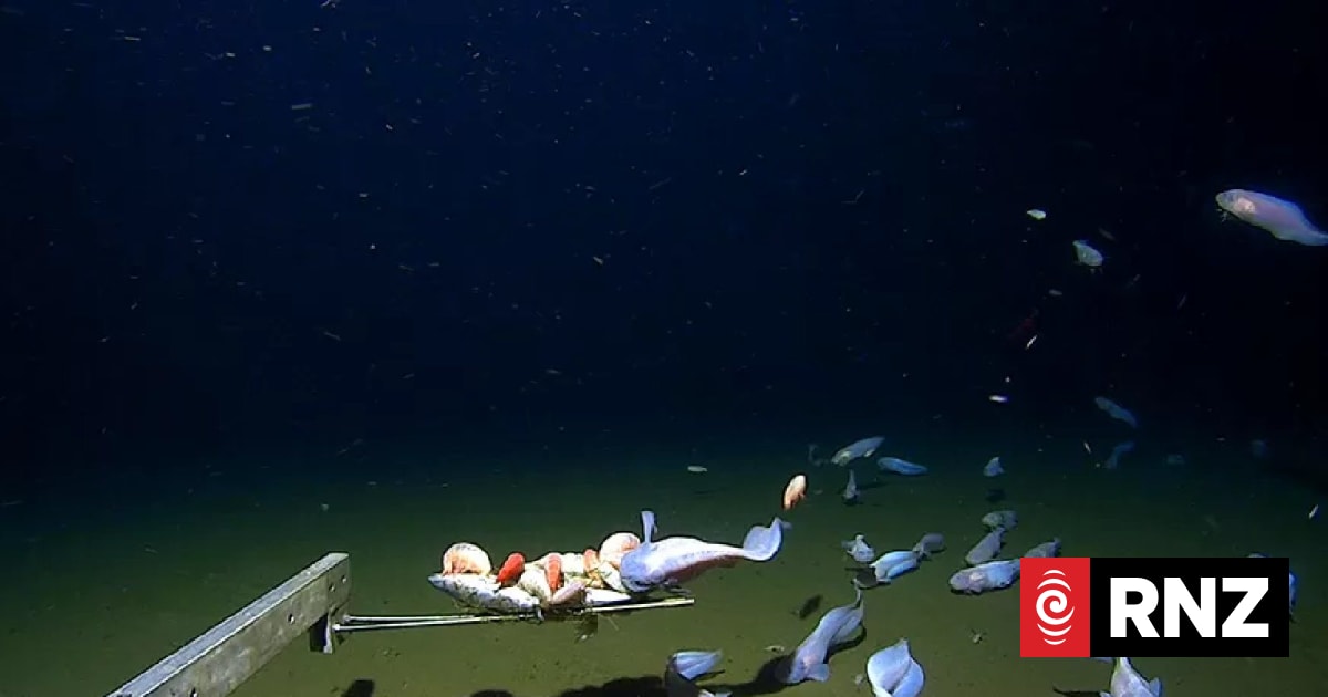 Fish caught on camera more than 8km deep in the sea | RNZ