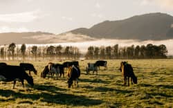 LIC financial results show New Zealand dairy farmers are still seeing value in cow efficiency.