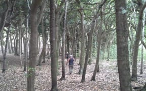 The Hapupu Reserve on the Chatham Islands.