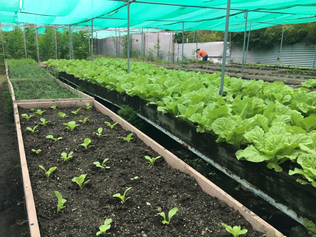 A Taiwan-funded agricultural project helps provide leafy greens in Tuvalu where saltwater inundation is affecting crops