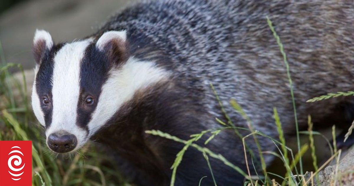Angry badger puts hotel into lockdown | RNZ News