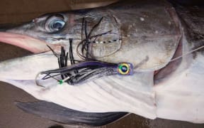 The tuna lure that Billy Collins hooked a striped marlin off the Kaikoura coast with.