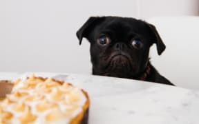 Pet pie
